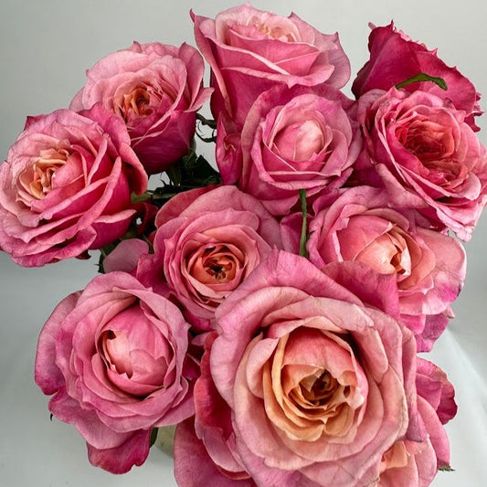 12 David Austin Garden Roses